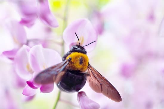 canva carpenter bee MAC