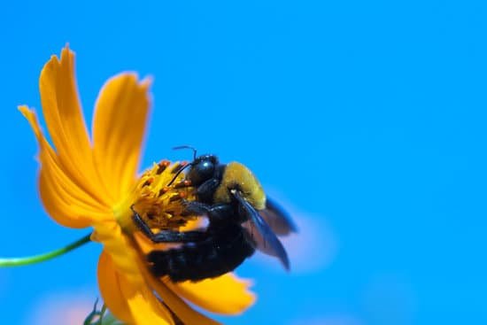 canva carpenter bee MAC iKjM zw