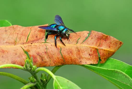 canva carpenter bee MAC5WH77yhU