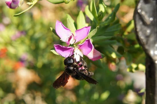 canva carpenter bee MADBfFhOuUM