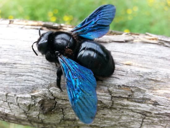 canva carpenter bee