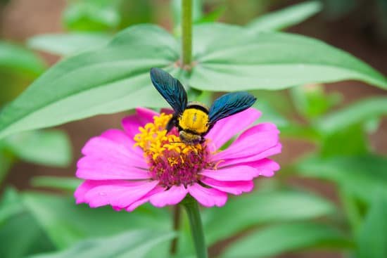 canva carpenter bee MADBy4GZs0I