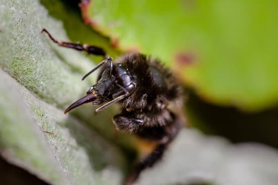 canva carpenter bee MADCEjKR7F0