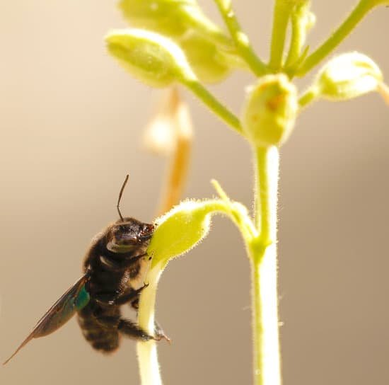 canva carpenter bee MADCYRqy7z8