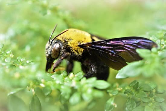 canva carpenter bee