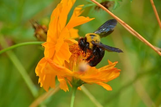 canva carpenter bee MADE5