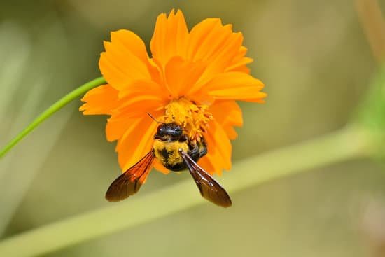 canva carpenter bee MADE5UzQsUw