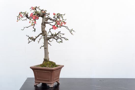 canva chaenomeles bonsai tree againt white wall MADUi5tSlew