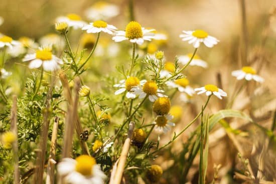 canva chamomile