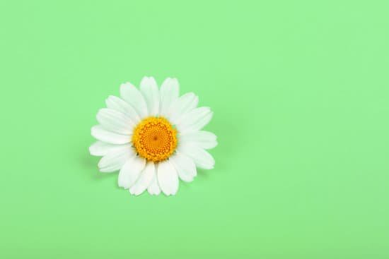 canva chamomile flower over green background MAEHct2WXak