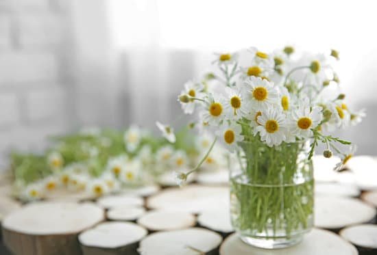 canva chamomile flowers in a vase MAEF90ZZQtQ