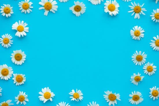 canva chamomile flowers on blue background MAEARZsz734