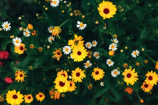 canva chamomile flowers outdoors