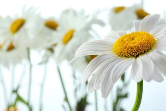 canva chamomile flowers up close MAD MUYEOns