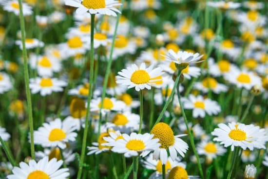 canva chamomile in the field MAEFylYSYJY