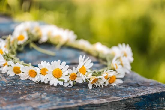 canva chamomile wreath closeup MAD Q6ToS5g