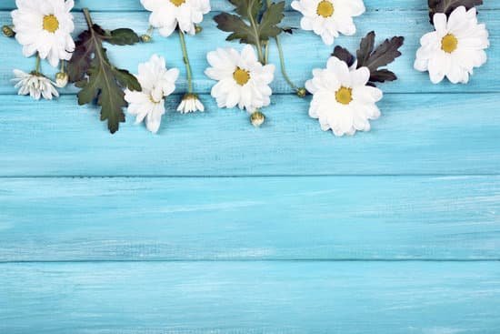 canva chamomiles on blue wooden background MAD MqUXUM0