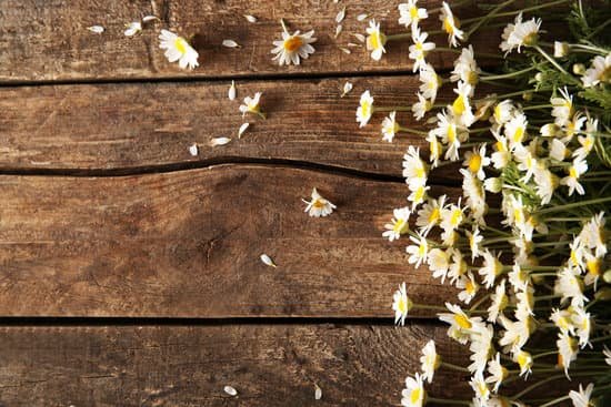 canva chamomiles on brown wooden background MAD Q a13tM