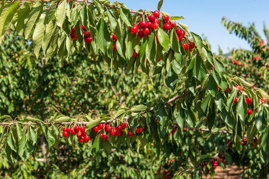 canva cherries hanging cherry tree MADGGFmdRtA