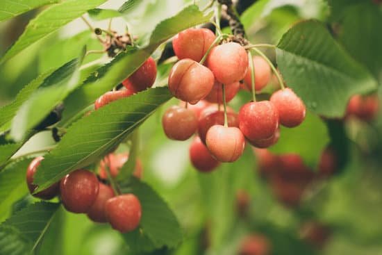 canva cherries on cherry tree MADCSRY2SaE