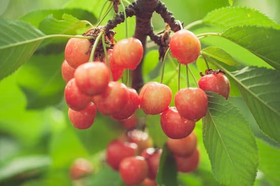 canva cherries on cherry tree MADCSYdAXNc