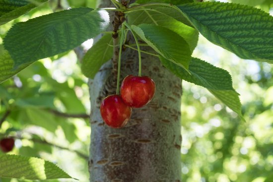 canva cherry cherry tree cherry leaf MADF4LXlgCk