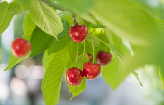 canva cherry cherry tree cherry leaf MADF4OXps7I