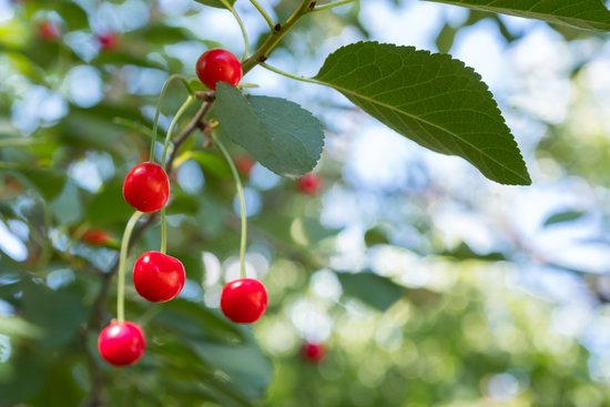 canva cherry cherry tree cherry leaf MADF4PSPy10