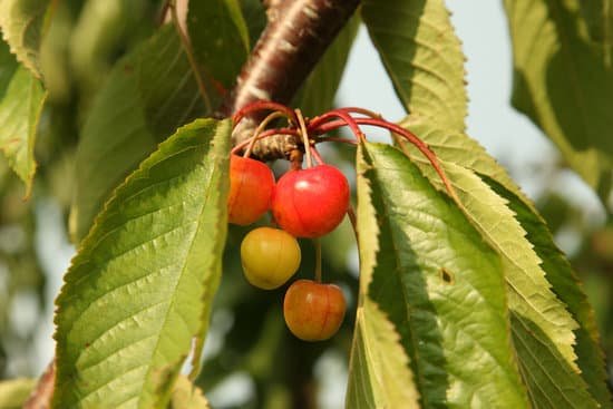 canva cherry on tree MAC8uyLAyng
