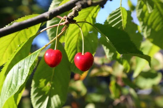 canva cherry on tree