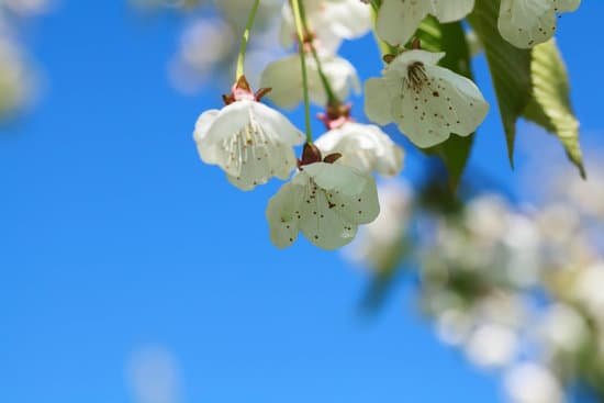 canva cherry tree MABPUKHo6c0