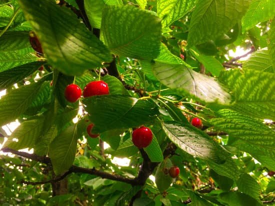 canva cherry tree MAC rAULIMU