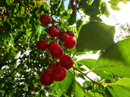 canva cherry tree MAC rFFD5yY