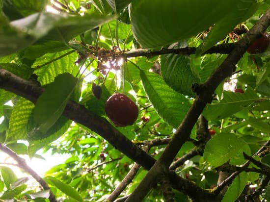 canva cherry tree MAC rKcqdZo