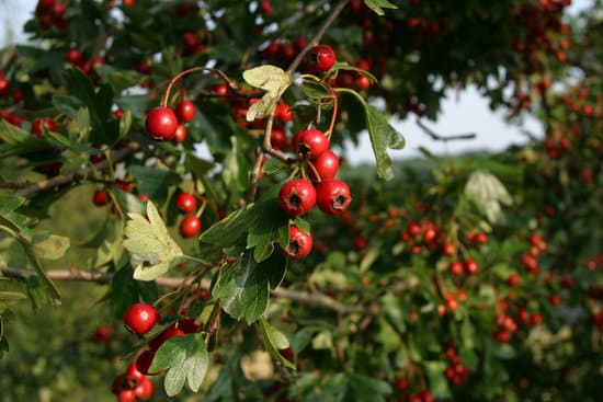 canva cherry tree MAC8RrT8SjE