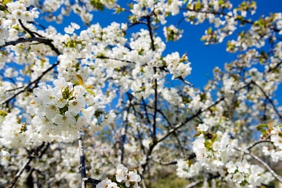 canva cherry tree MAC9B9ikiyo