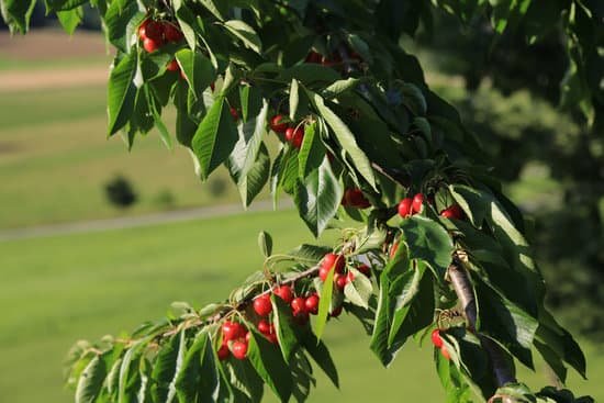canva cherry tree MAC9K0r