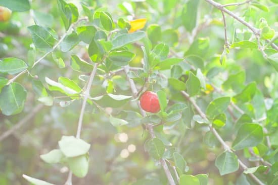 canva cherry tree MAC UiNpmkQ