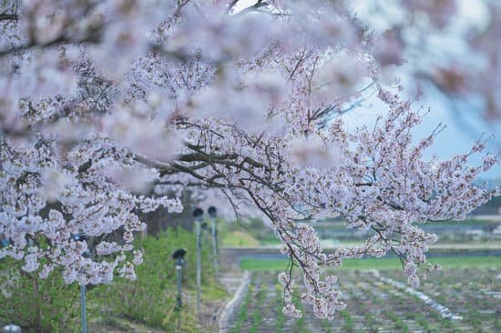 canva cherry tree MAD0Ib XSsQ