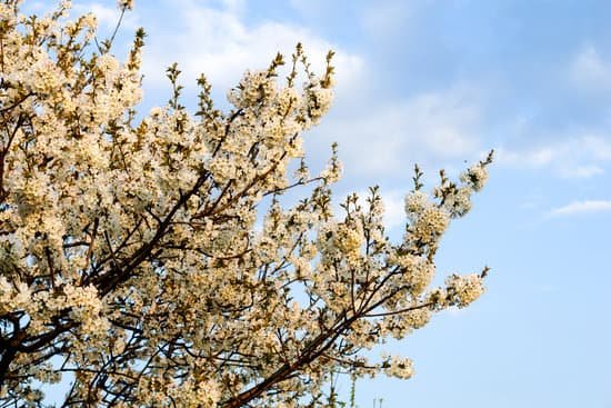 canva cherry tree MAD30i5TLlM