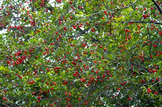 canva cherry tree MADB1VOc5sE