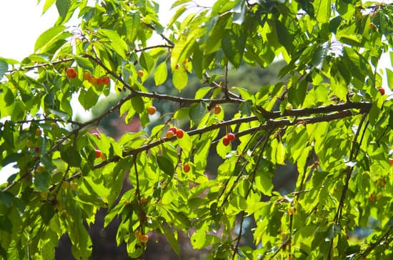 canva cherry tree MADB1et1c8c