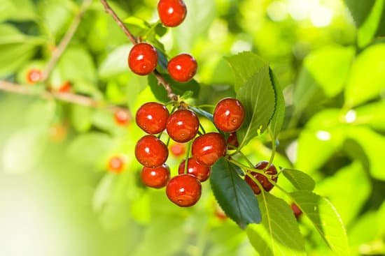 canva cherry tree MADBKMp2cWU