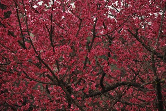 canva cherry tree MADDTiegpUg