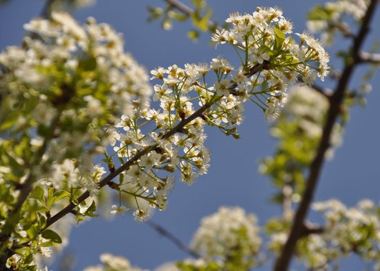 canva cherry tree MADFaEabyrU