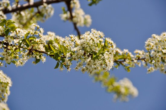 canva cherry tree MADFaFh QHU