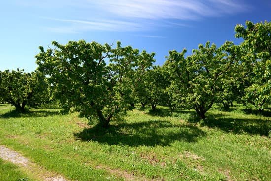 canva cherry tree MADY7CQkFaA