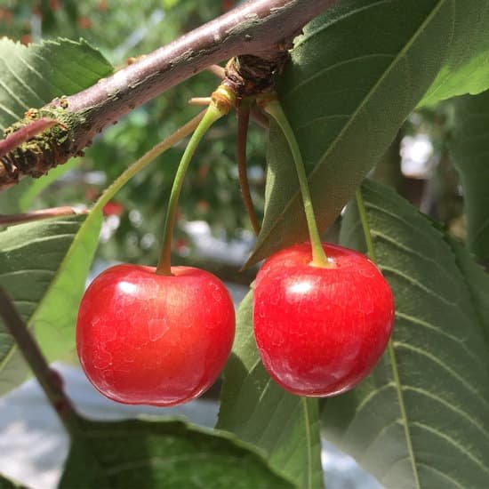 canva cherry tree MADwZXEE29Y