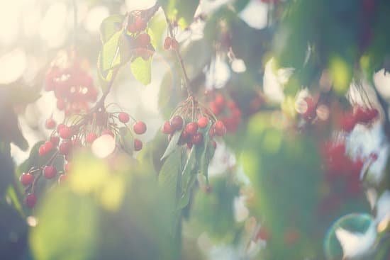 canva cherry tree MAEE5HgSc5g