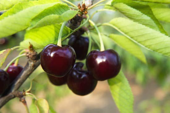 canva cherry tree MAEEGoRM56E